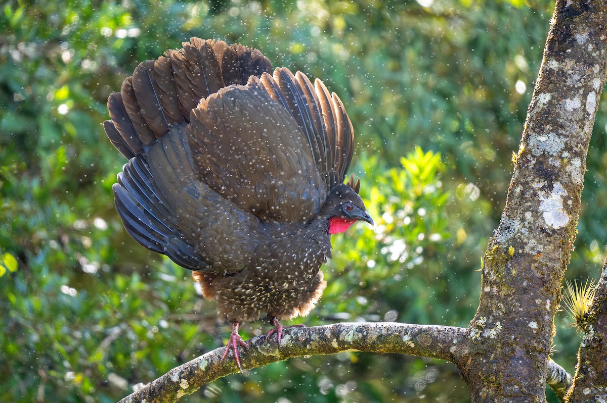 Crested Guan - Forest Botial-Jarvis