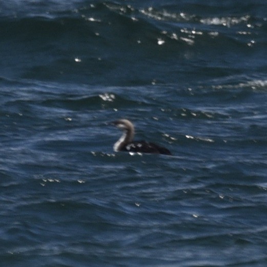 Pacific Loon - ML618991112