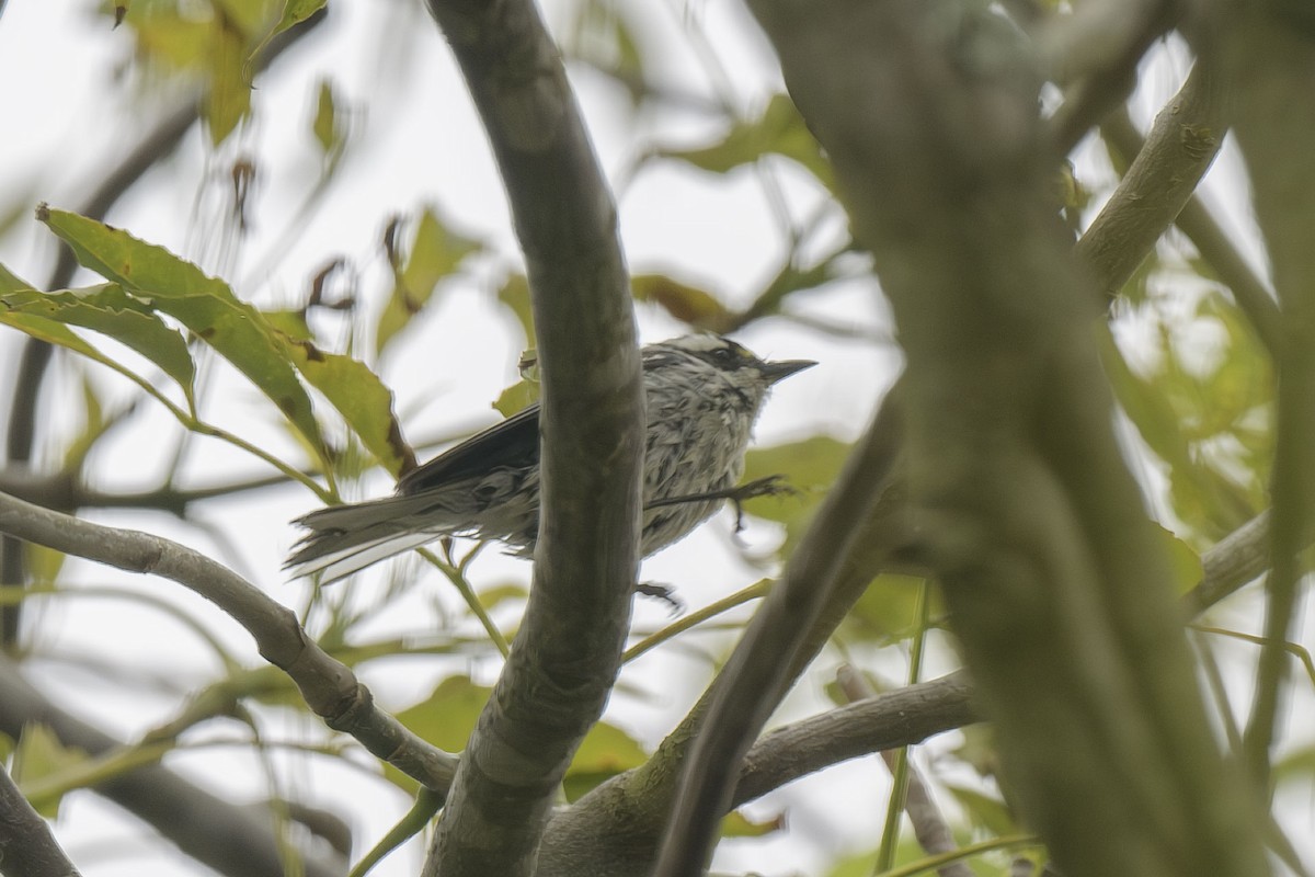 Black-throated Gray Warbler - Randy Harwood