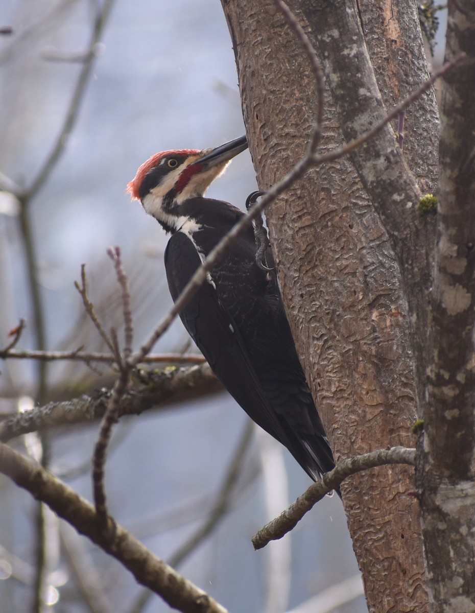 Pileated Woodpecker - M. Rogers