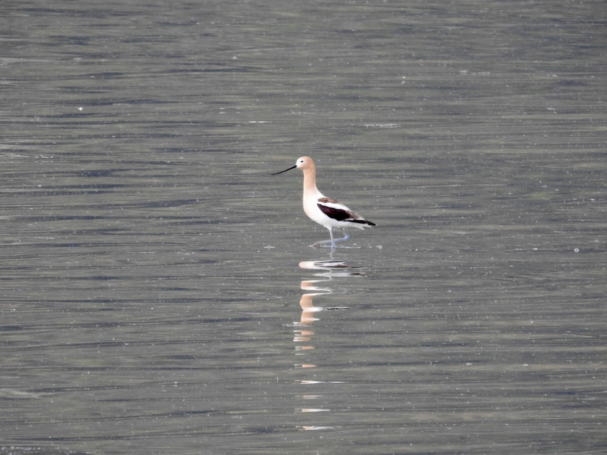 Avocette d'Amérique - ML618991140