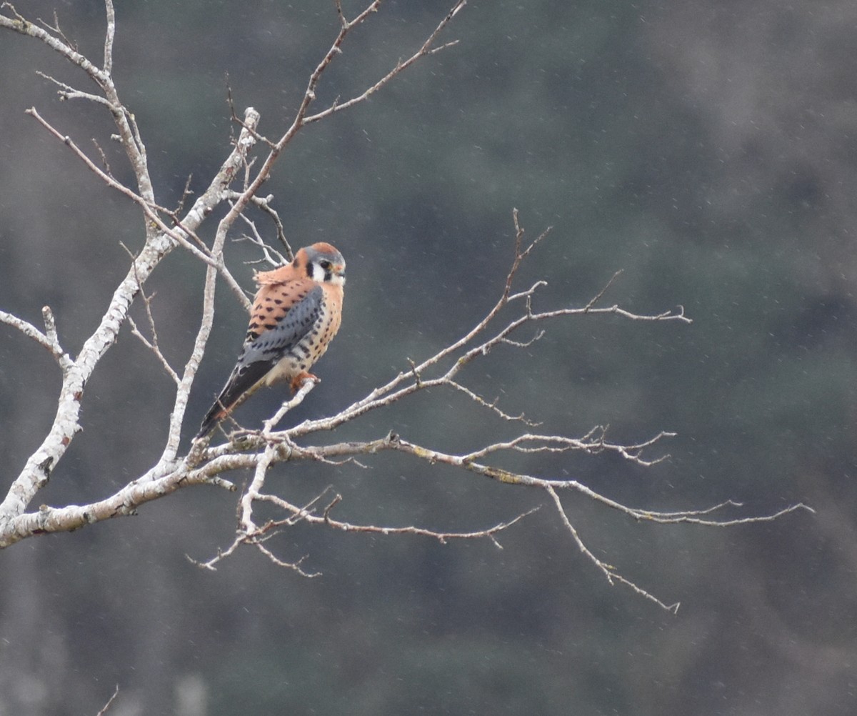 American Kestrel - M. Rogers