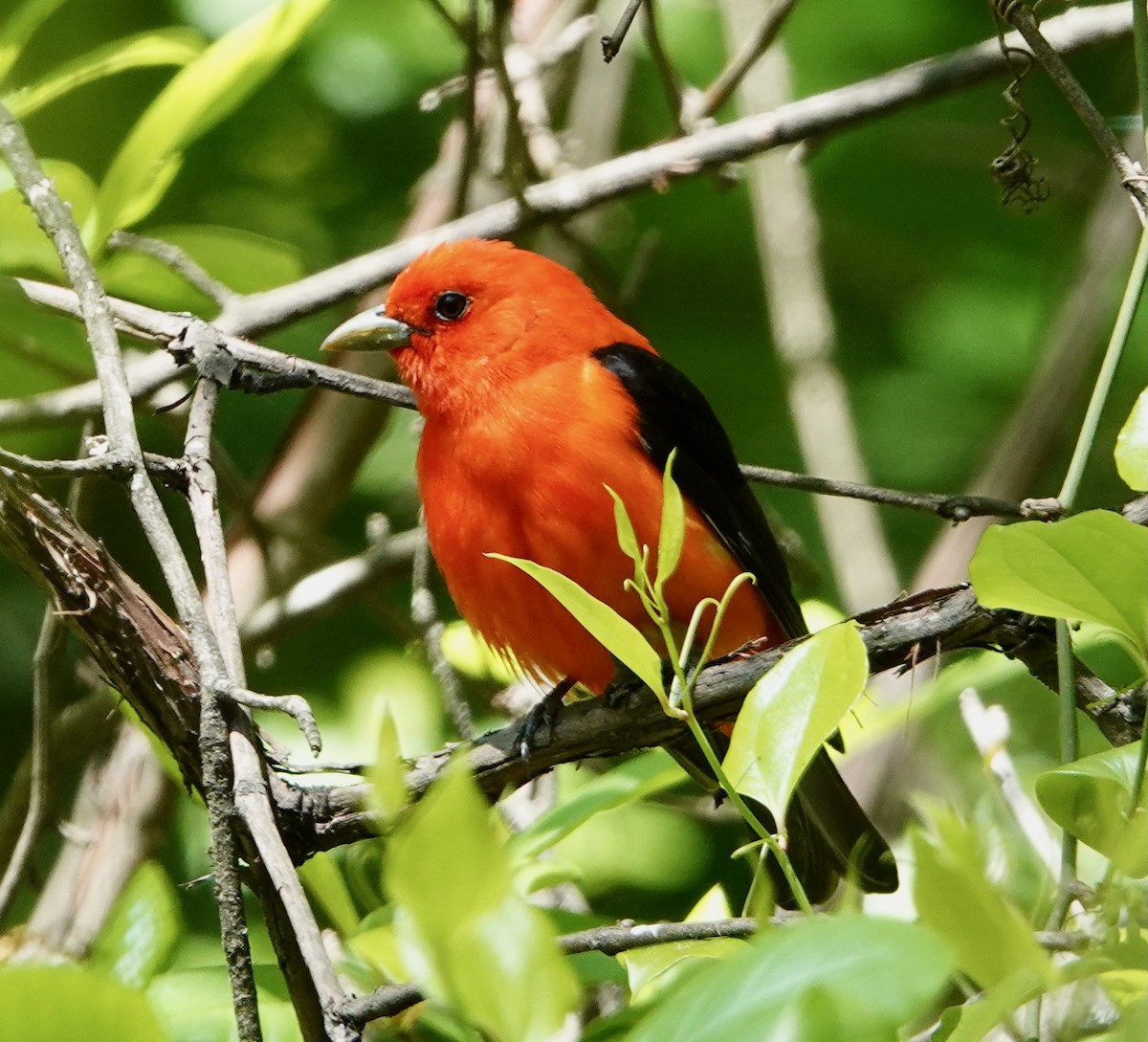 Scarlet Tanager - ML618991163