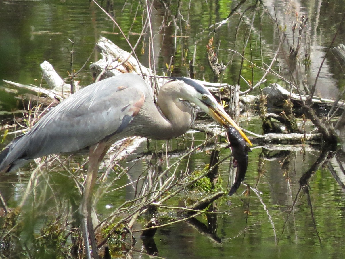 Great Blue Heron - ML618991167