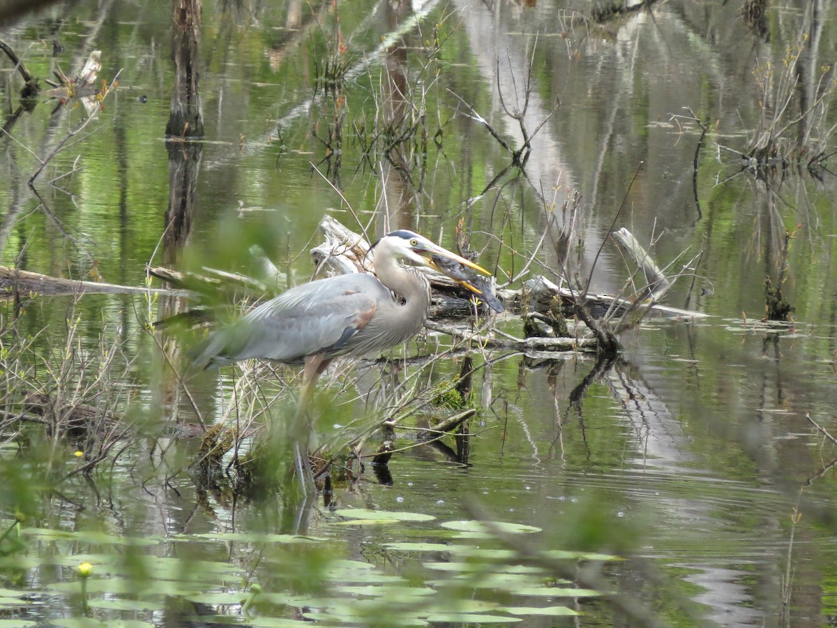 Great Blue Heron - ML618991168