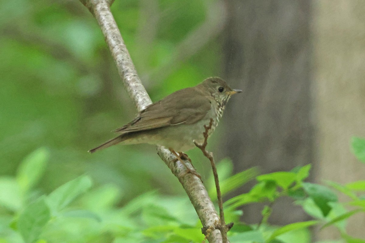 Gray-cheeked Thrush - Corey Finger