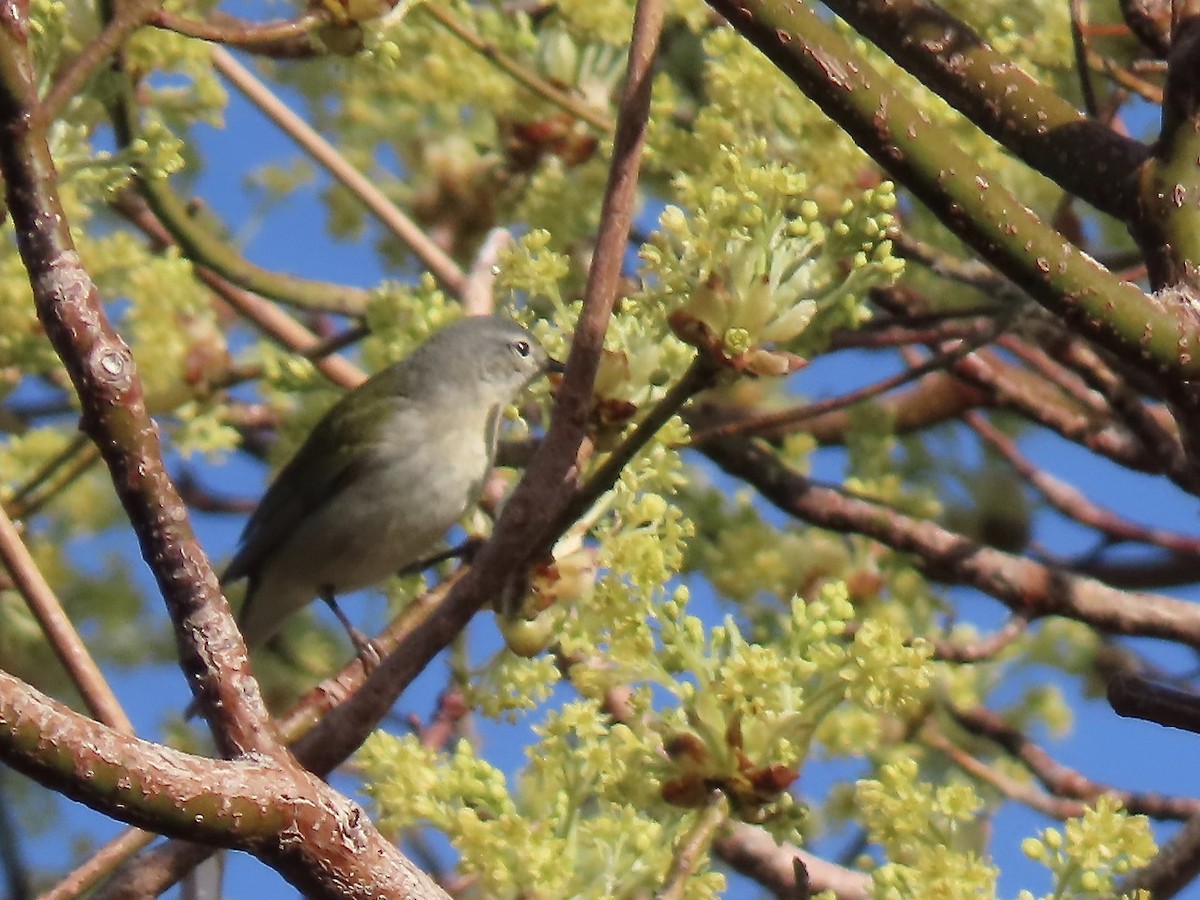 Tennessee Warbler - Marjorie Watson