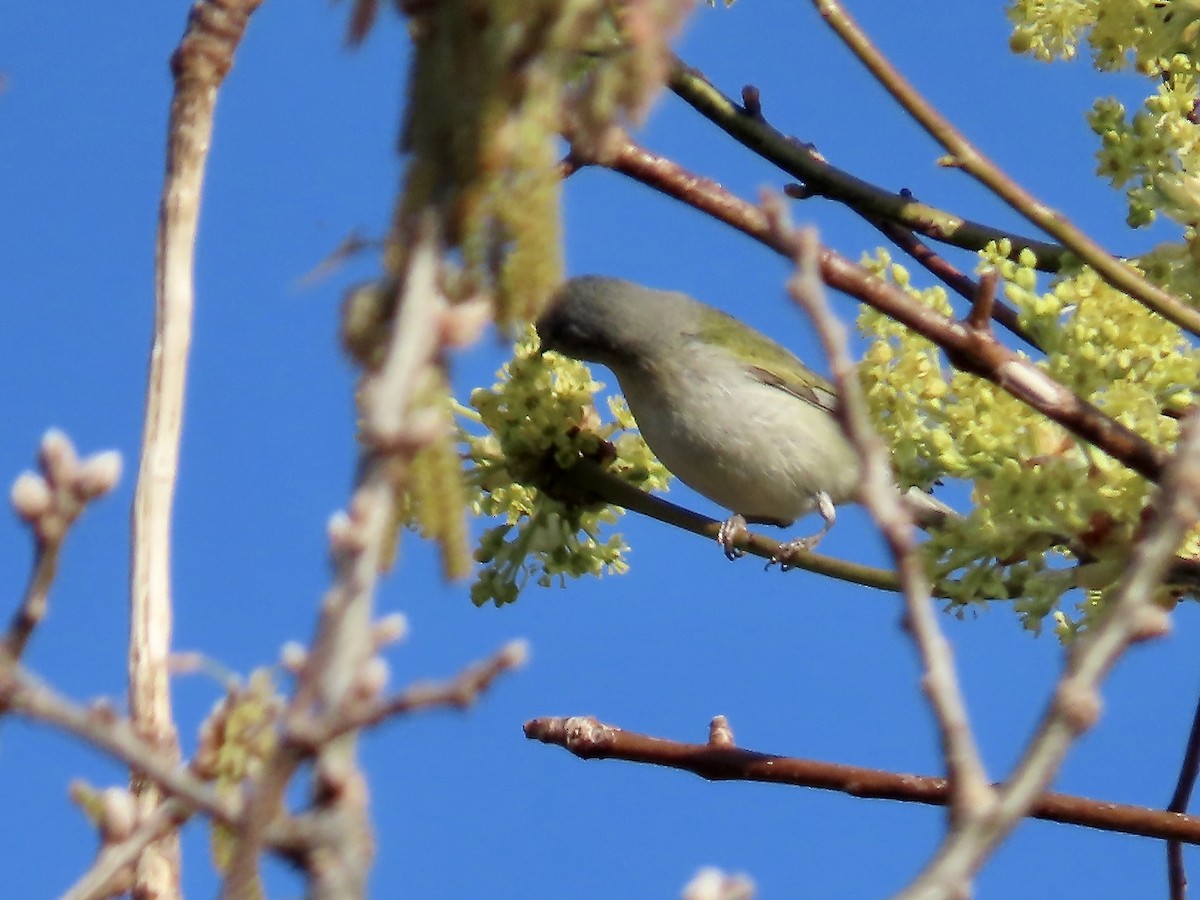 Tennessee Warbler - Marjorie Watson