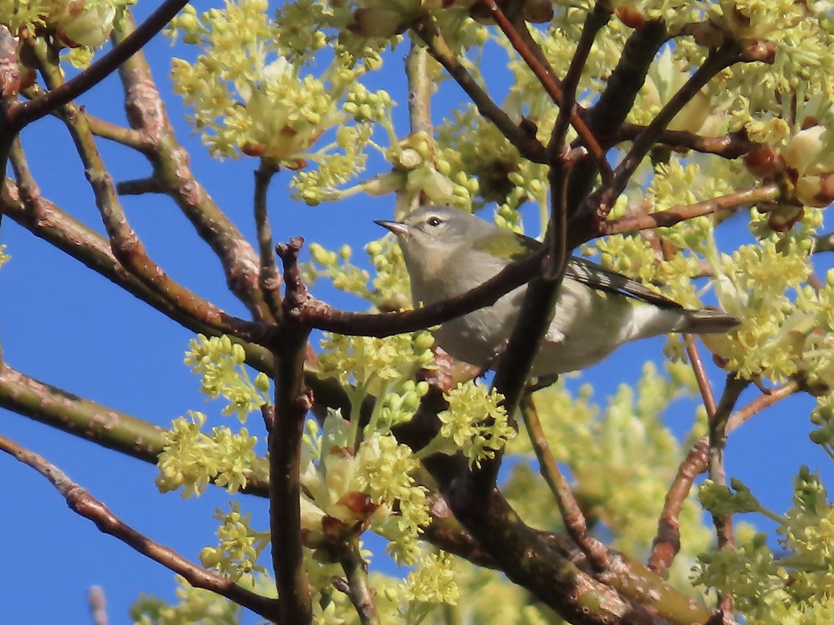 Tennessee Warbler - Marjorie Watson