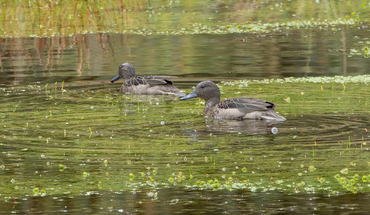 Andean Teal - ML618991210