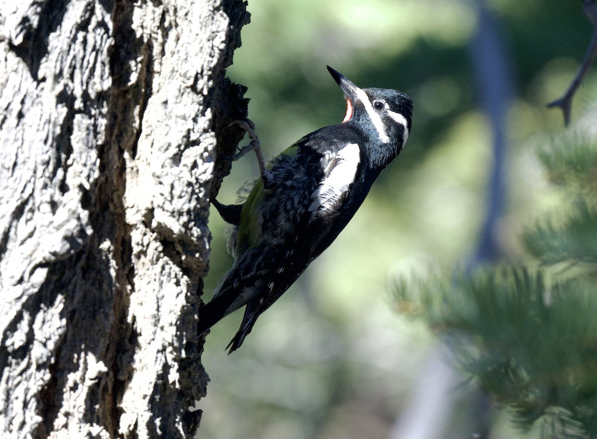 Williamson's Sapsucker - ML618991215