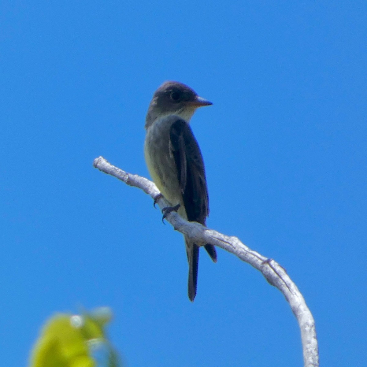 Western Wood-Pewee - ML618991218