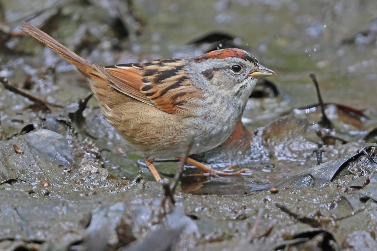 Swamp Sparrow - Corey Finger