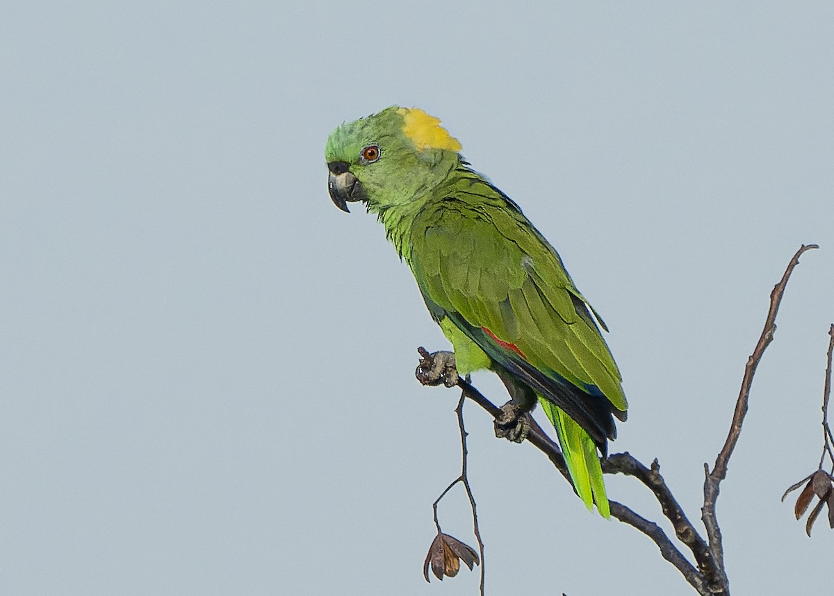 Yellow-naped Parrot - Guillermo  Saborío Vega