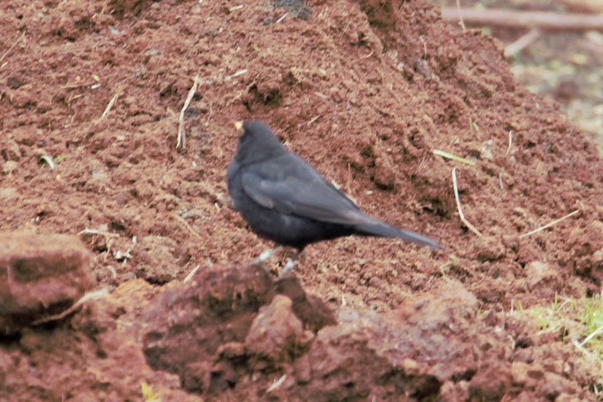 Eurasian Blackbird - ML618991268