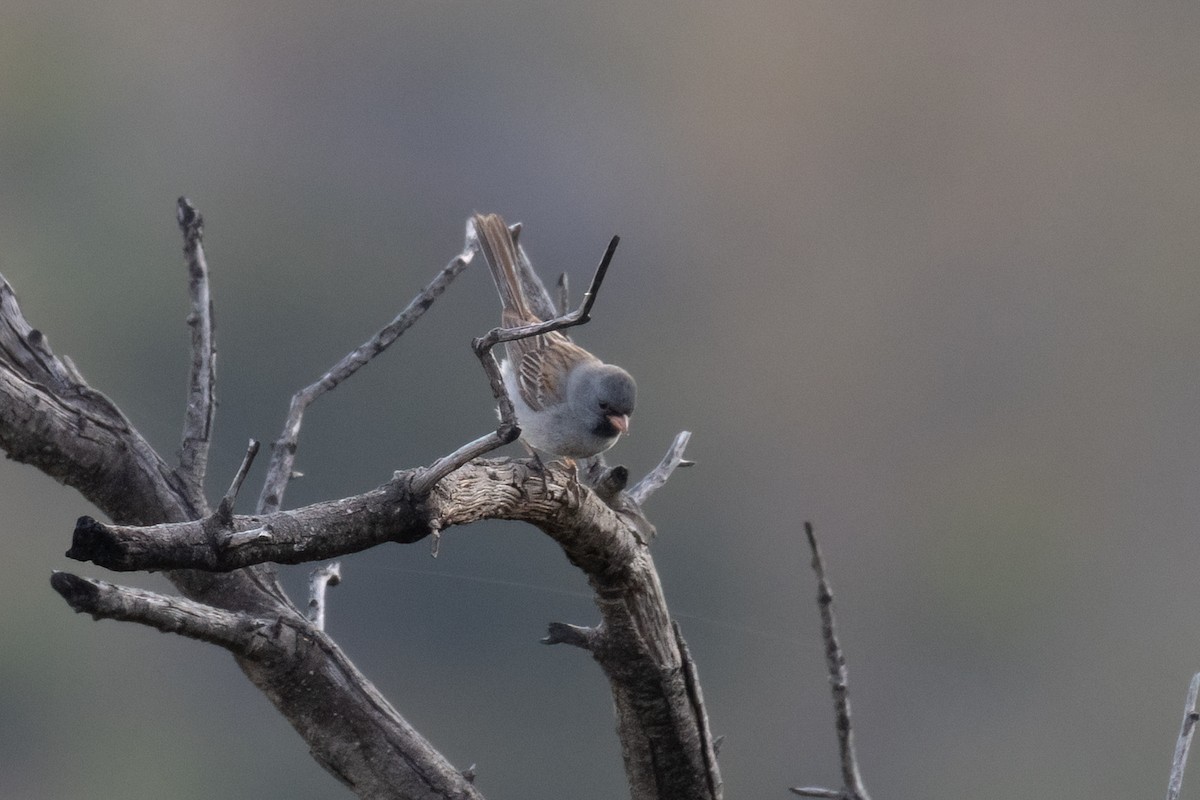 Black-chinned Sparrow - ML618991269