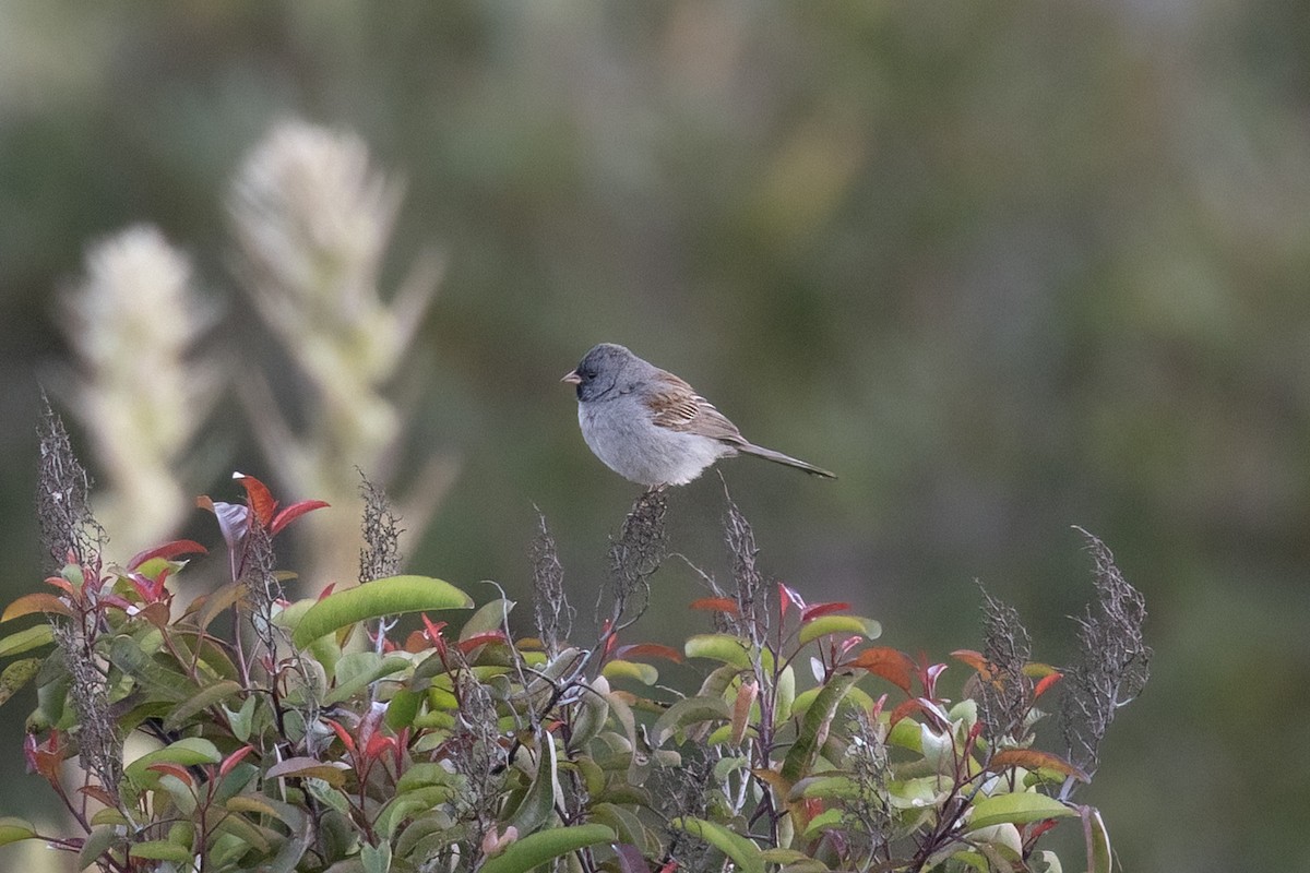 Black-chinned Sparrow - Kyle Landstra