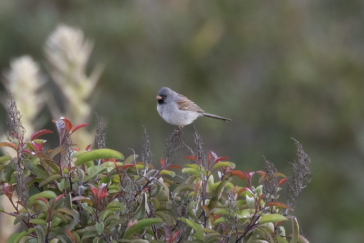 Black-chinned Sparrow - Kyle Landstra