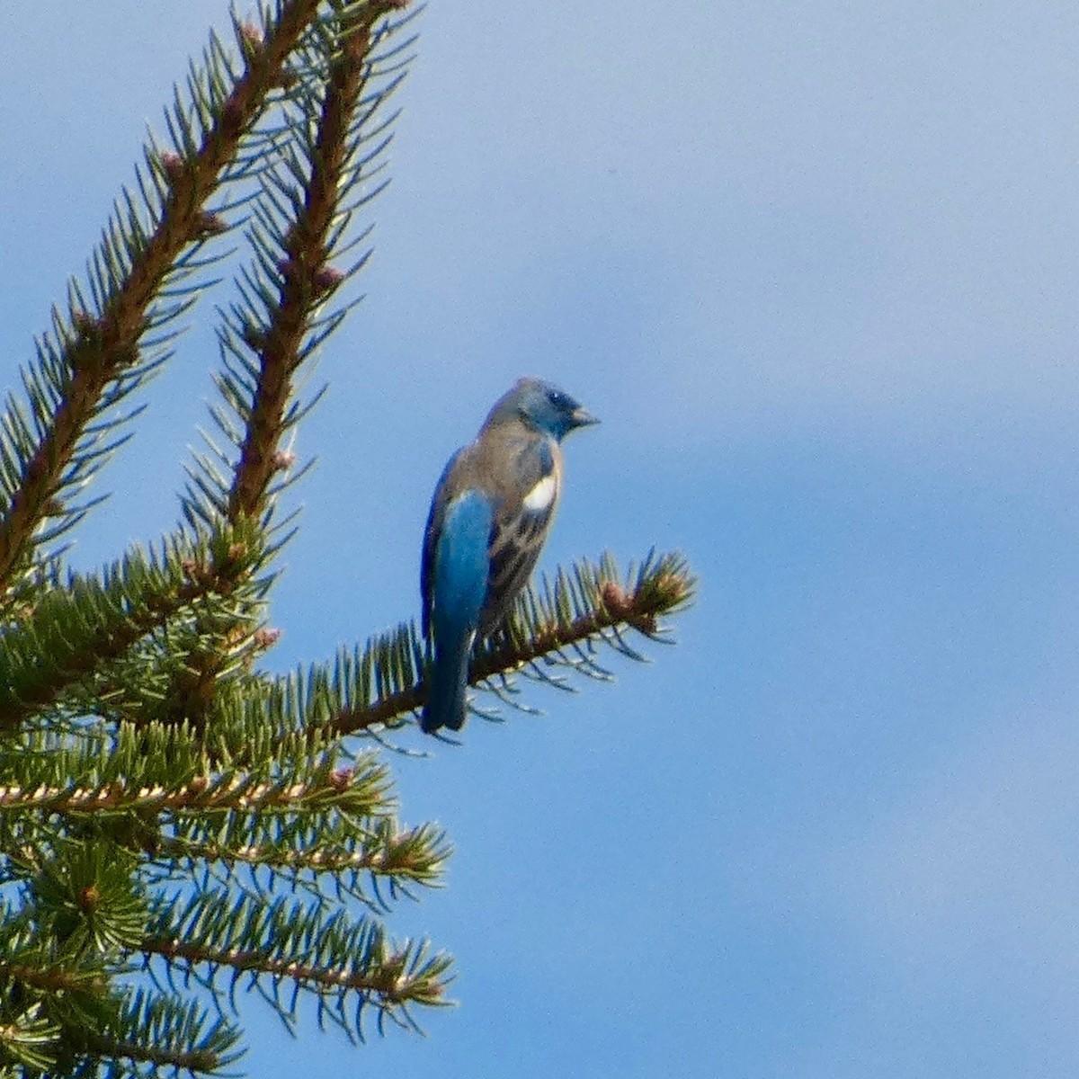 Lazuli Bunting - ML618991280