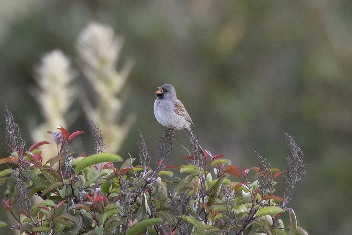 Black-chinned Sparrow - Kyle Landstra