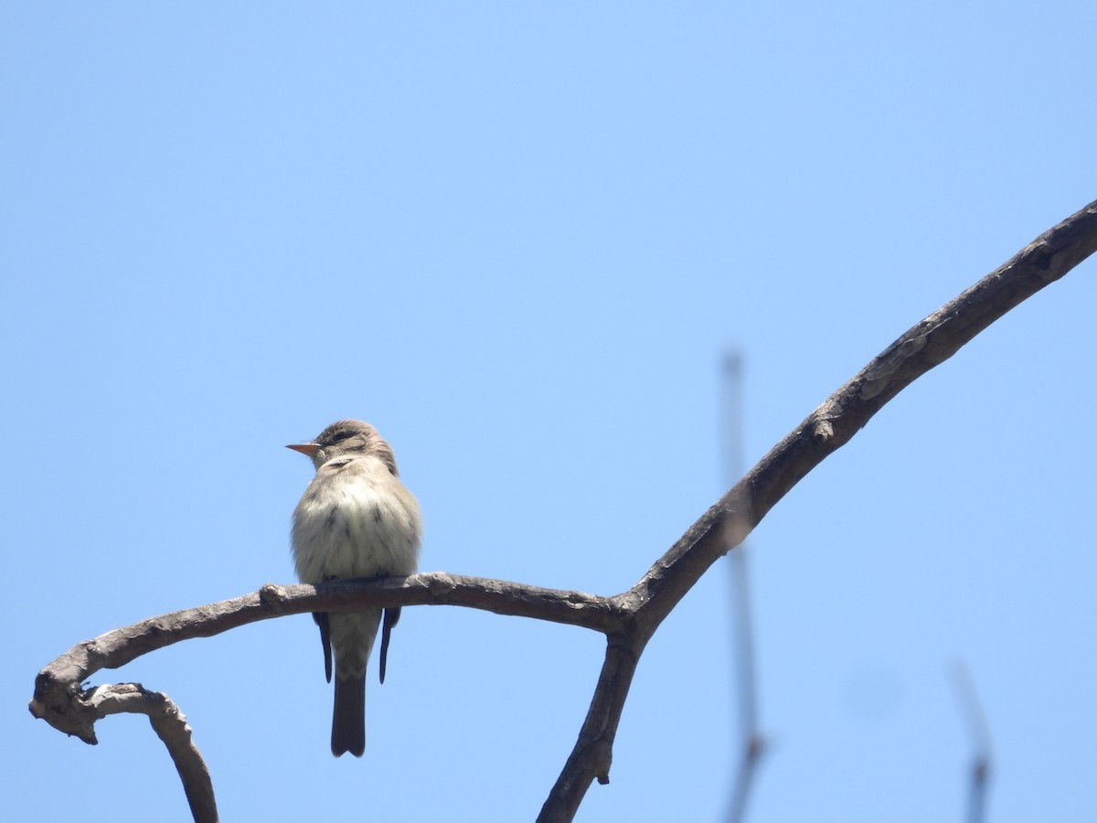 Western Wood-Pewee - ML618991301