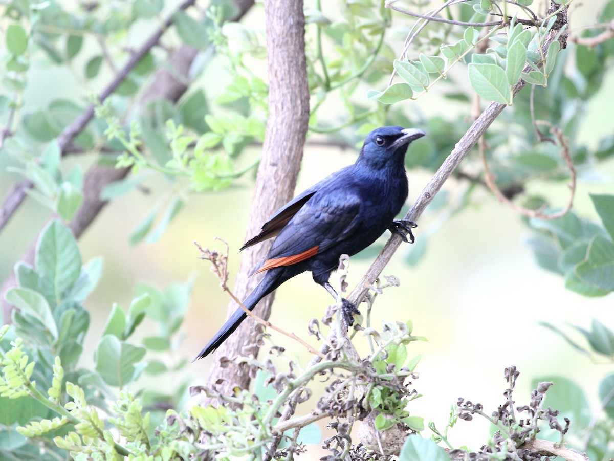 Red-winged Starling - Geoff Butcher