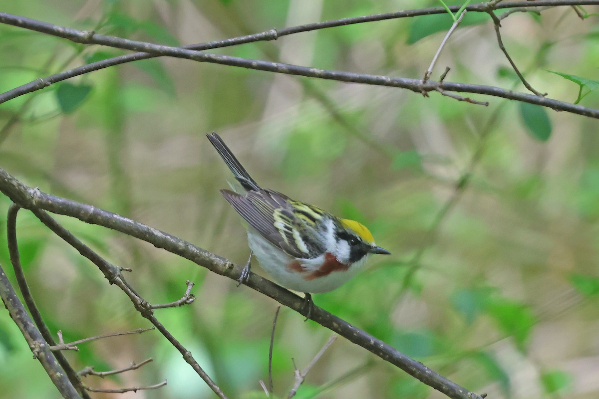 Paruline à flancs marron - ML618991317
