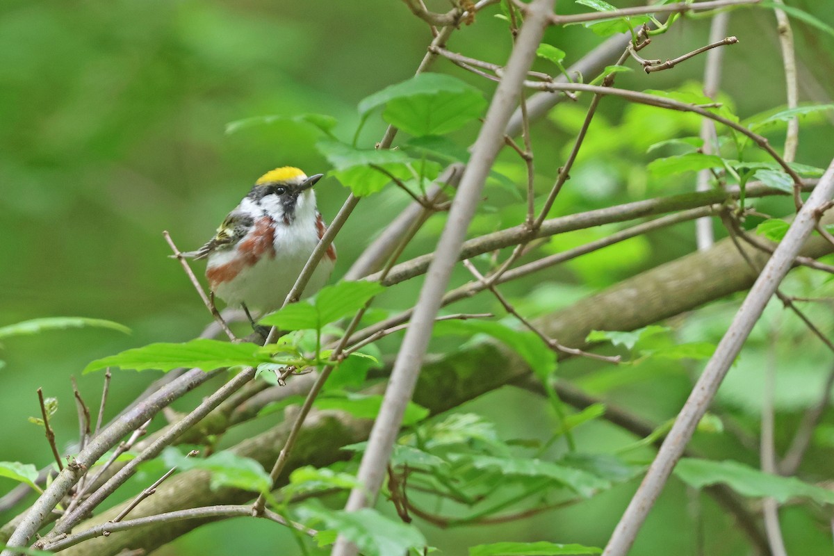 Paruline à flancs marron - ML618991318