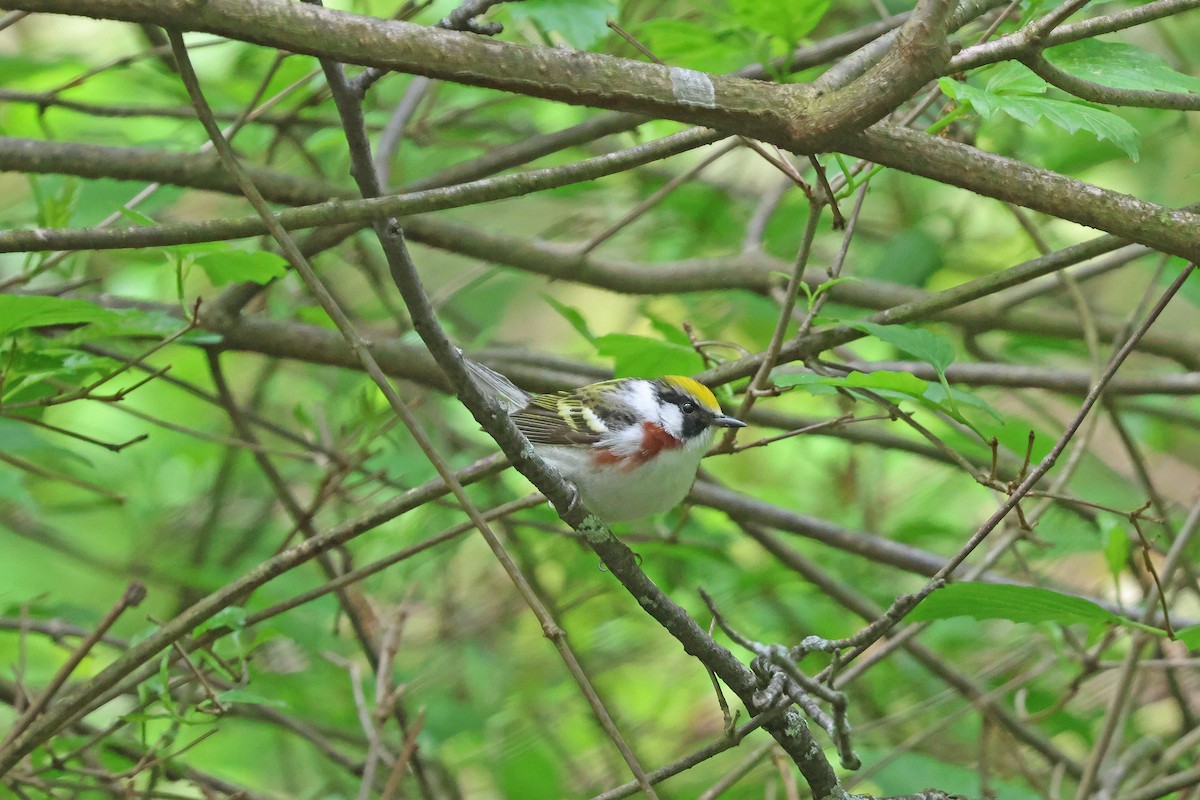 Paruline à flancs marron - ML618991319