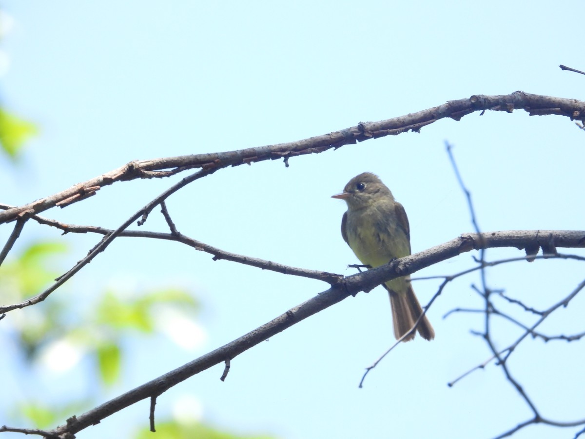 Western Flycatcher (Pacific-slope) - ML618991333