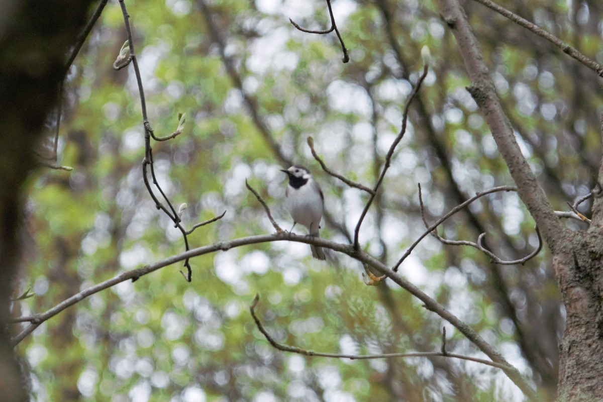 White Wagtail - ML618991336