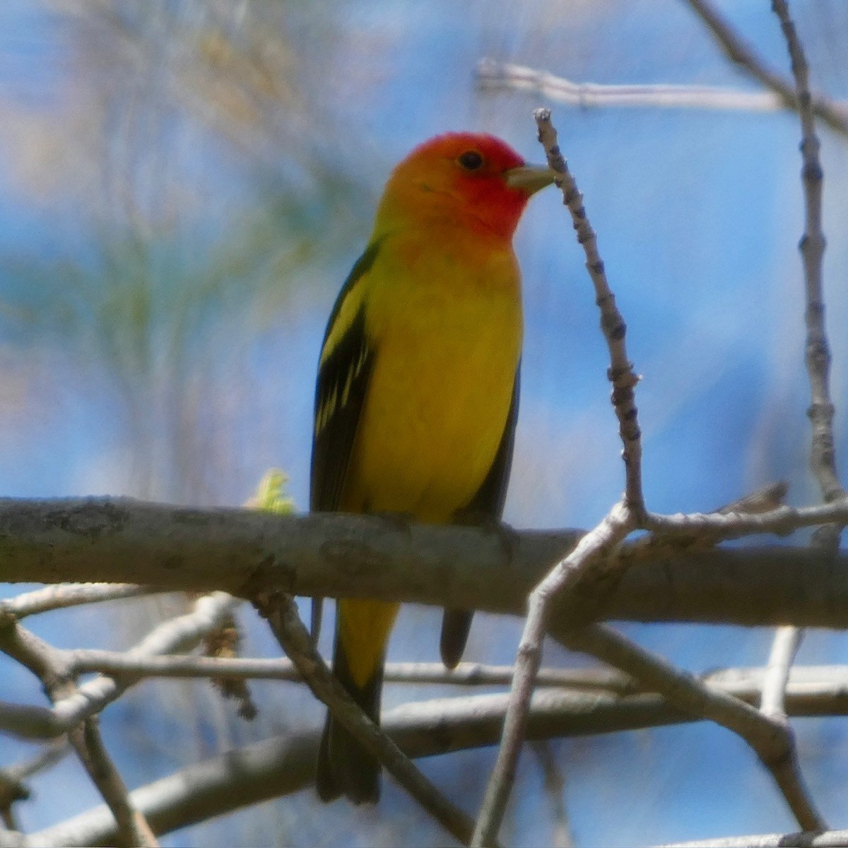 Western Tanager - ML618991350