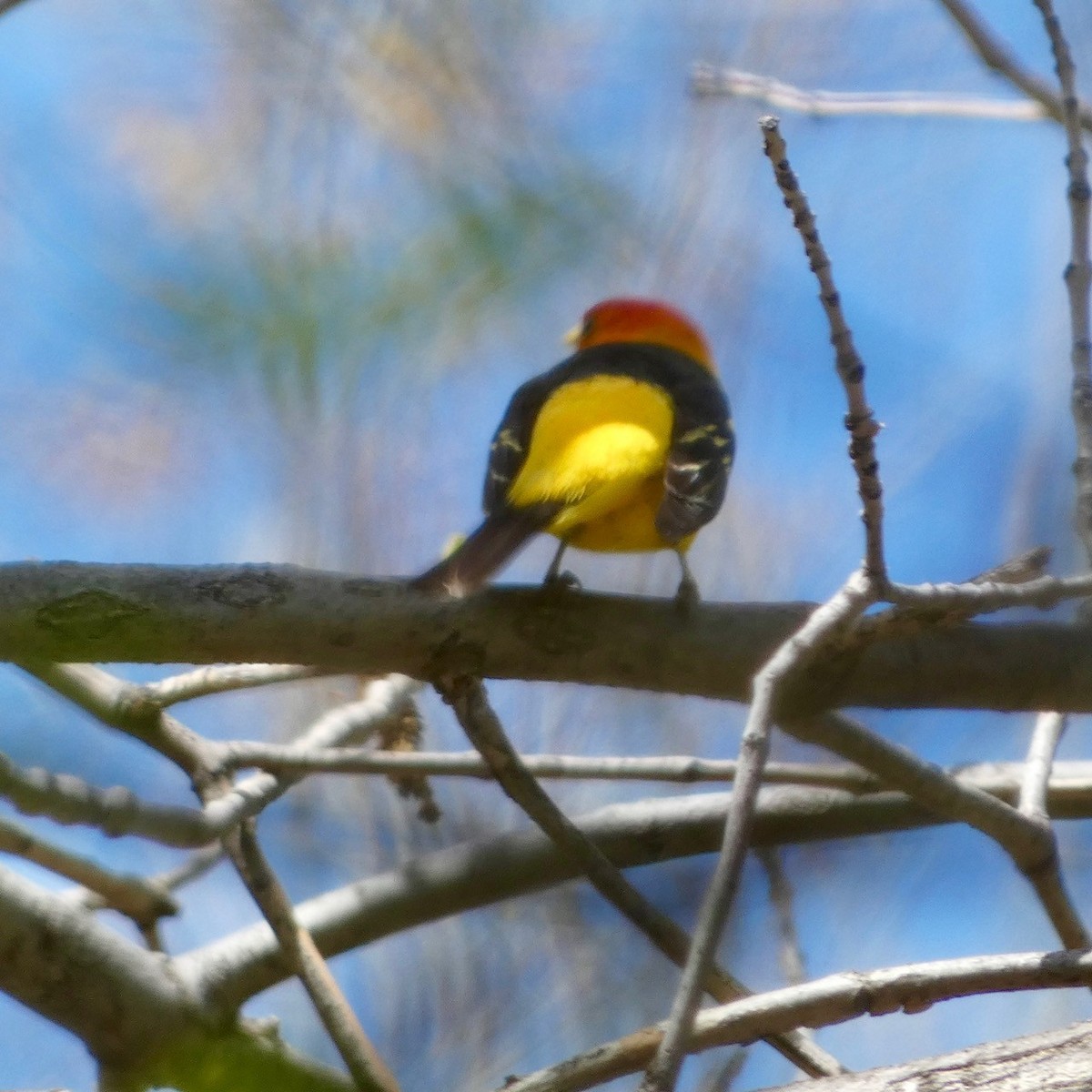 Western Tanager - ML618991351