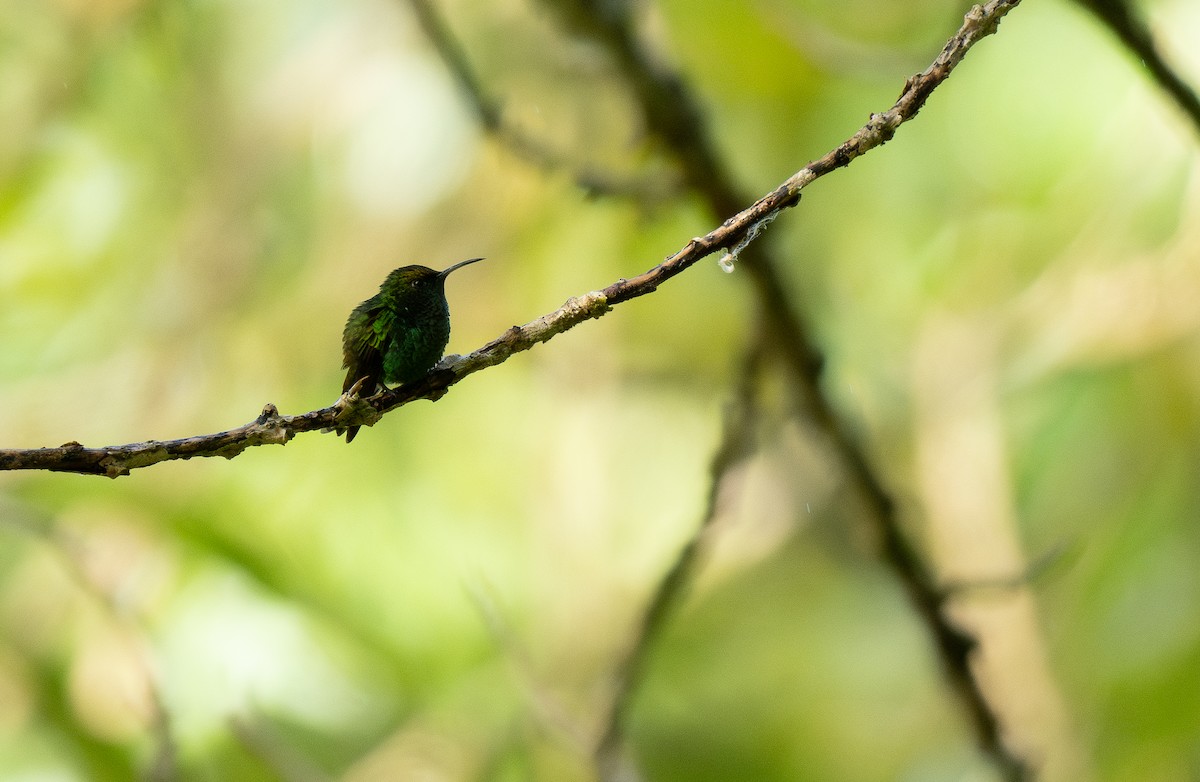 Coppery-headed Emerald - Forest Botial-Jarvis