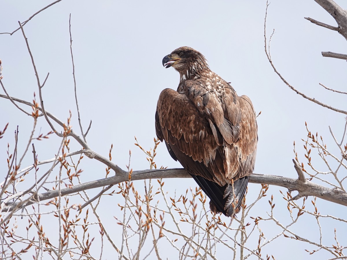Bald Eagle - ML618991367