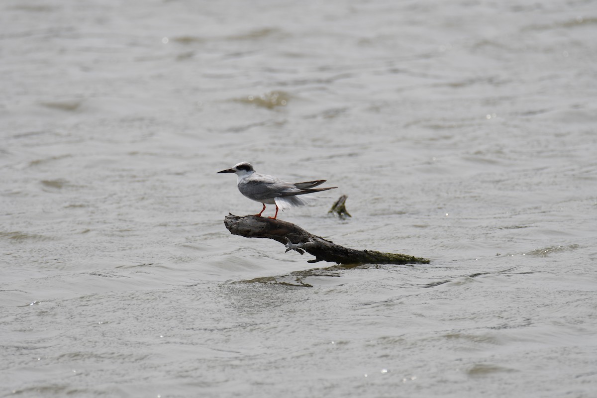 Forster's Tern - ML618991385