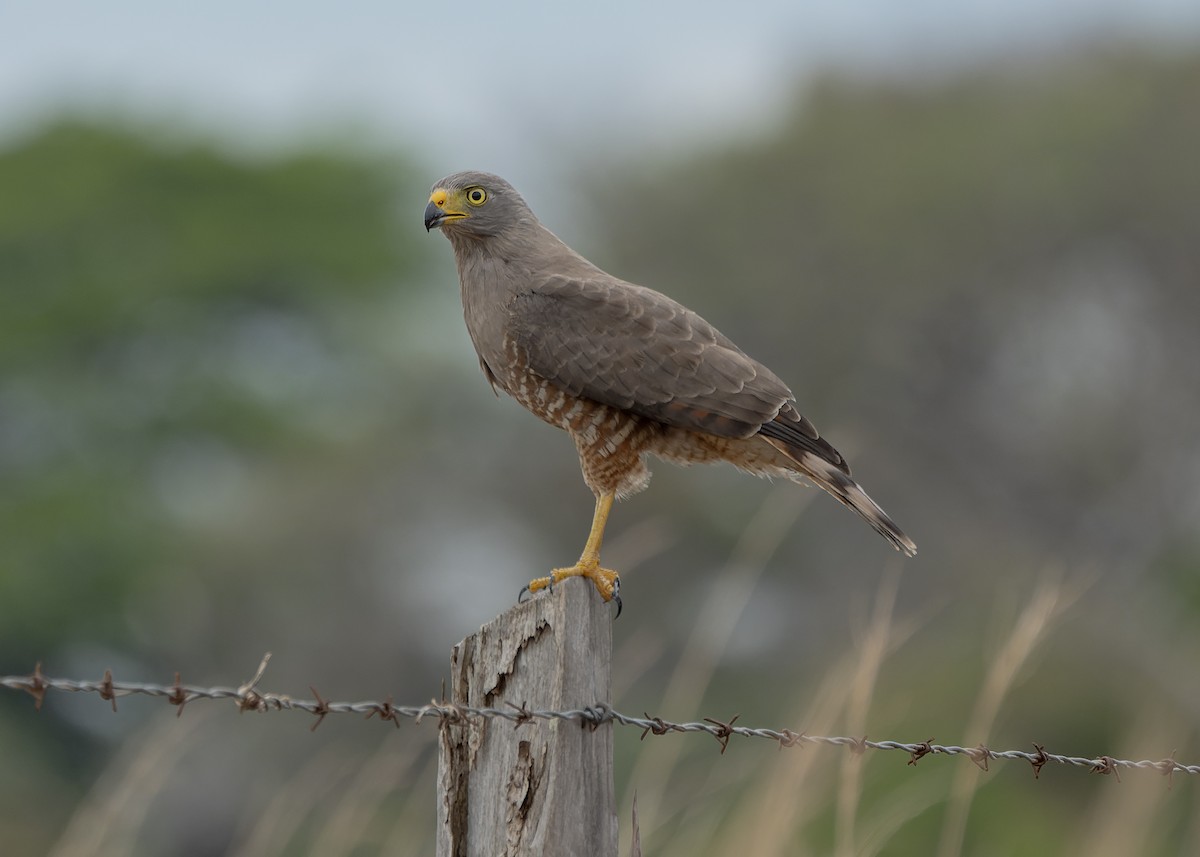 Roadside Hawk - Guillermo  Saborío Vega