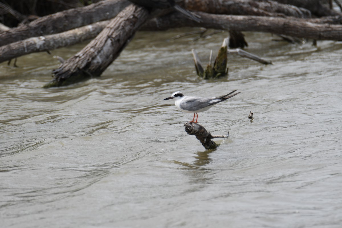 Forster's Tern - ML618991416