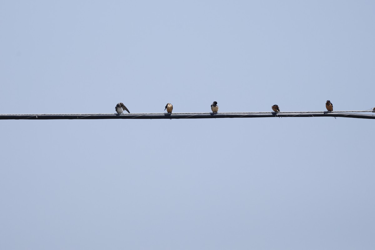 Barn Swallow - ML618991417