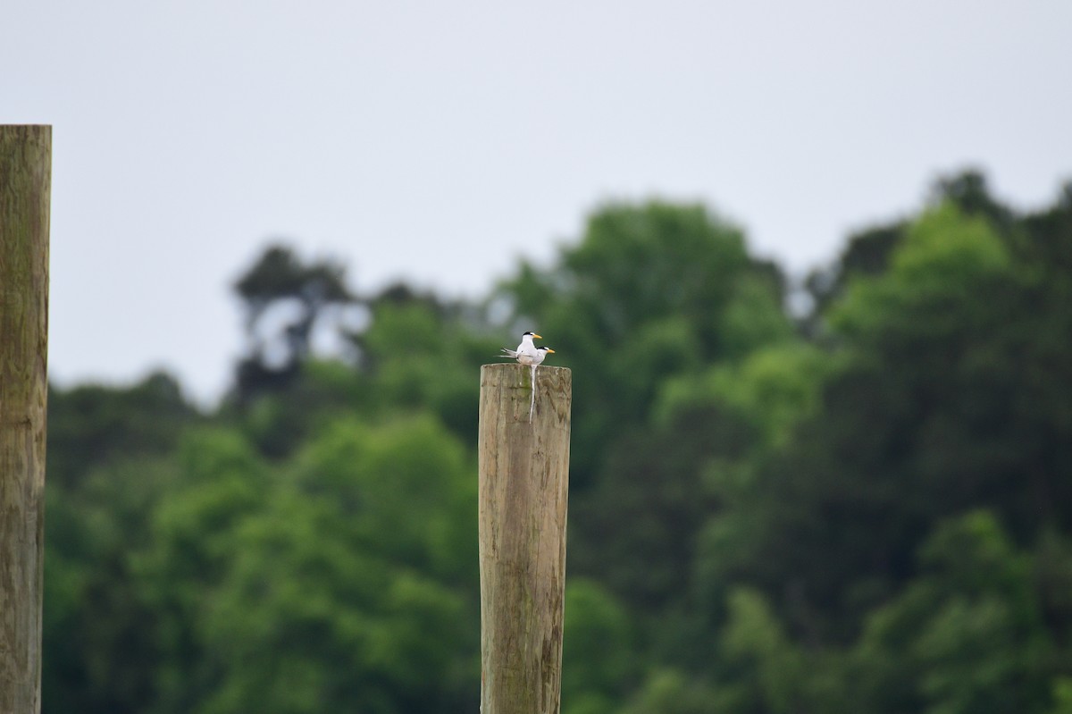 Least Tern - ML618991427