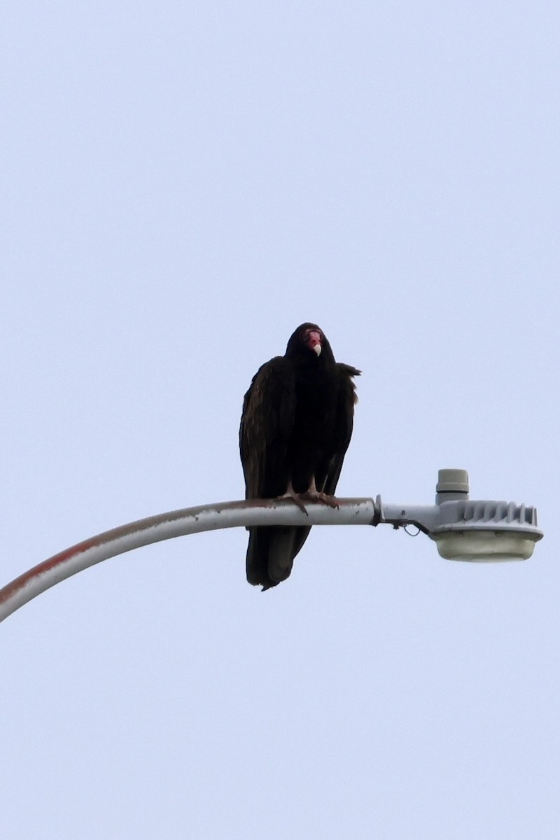 Turkey Vulture - Zach L