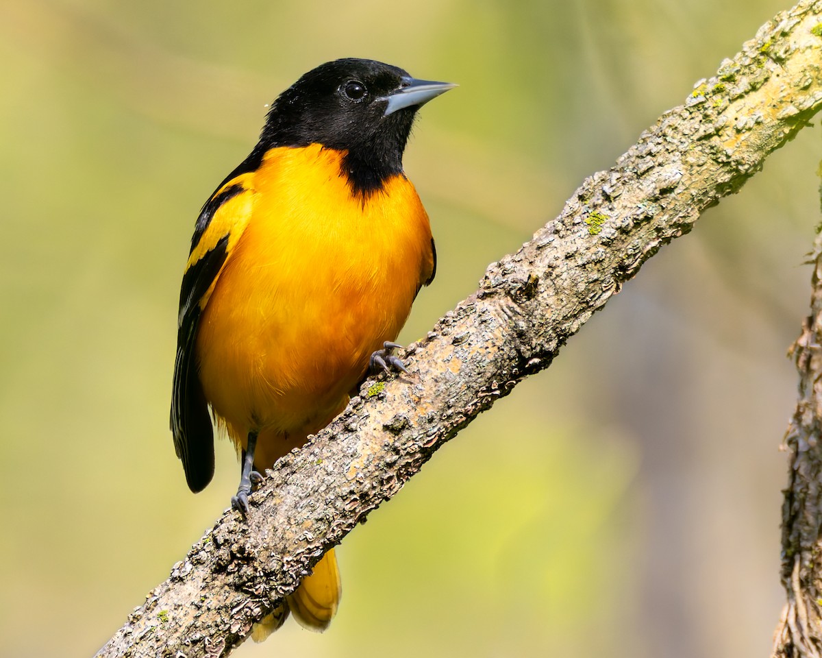 Baltimore Oriole - Mark Sawyer