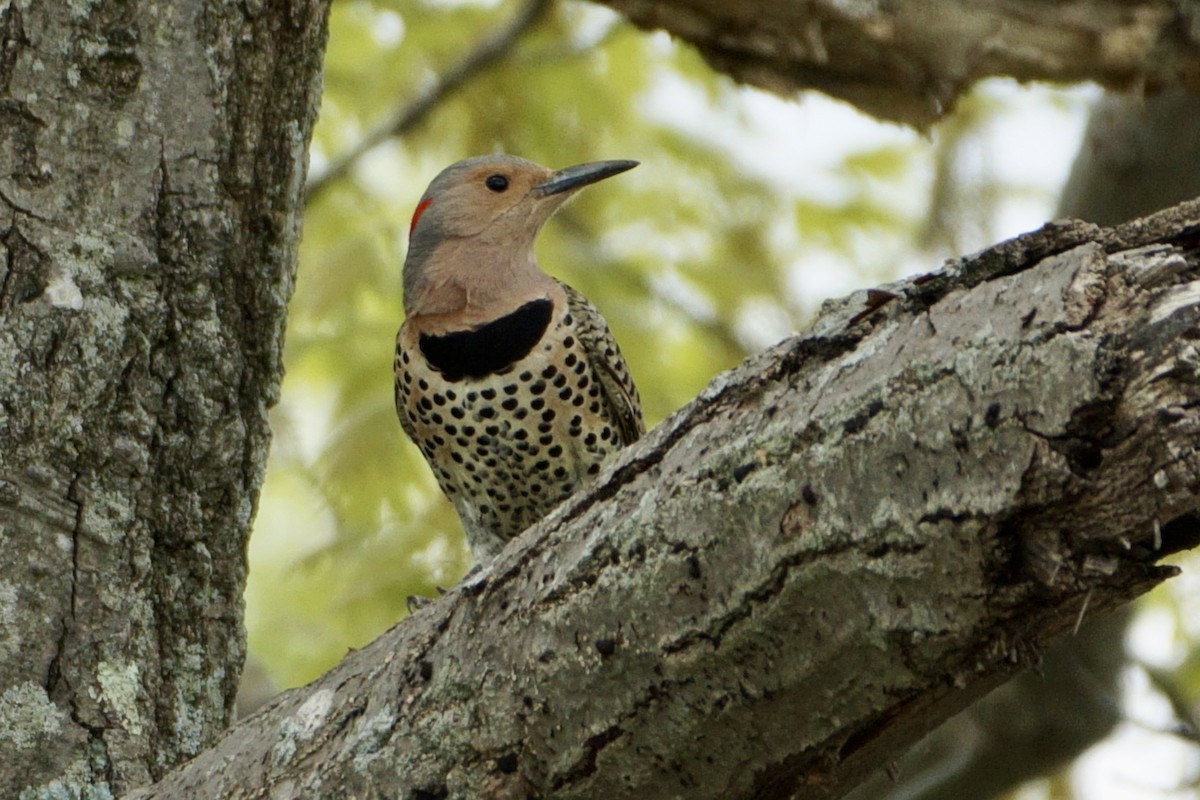 Northern Flicker - ML618991447