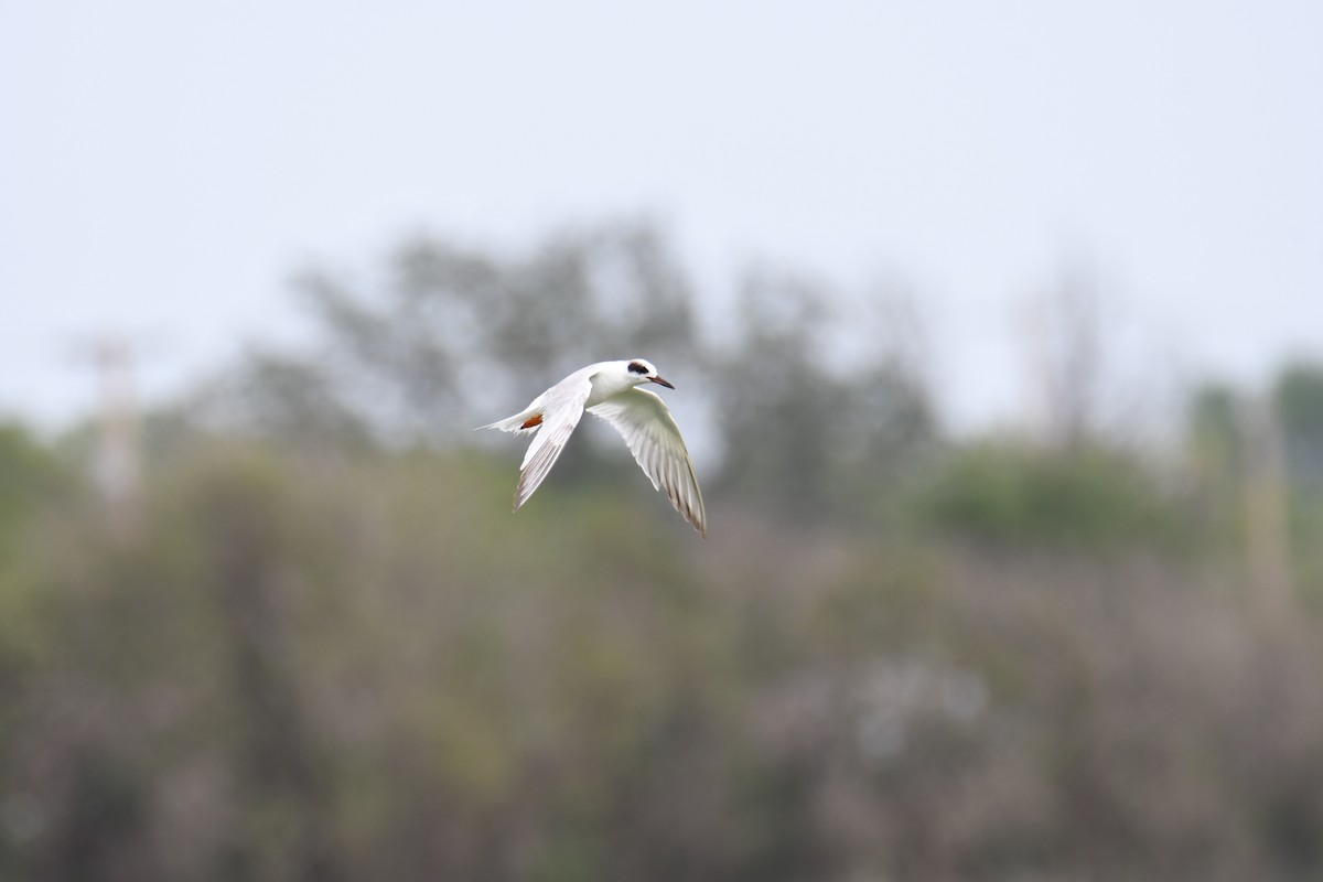 Forster's Tern - ML618991477