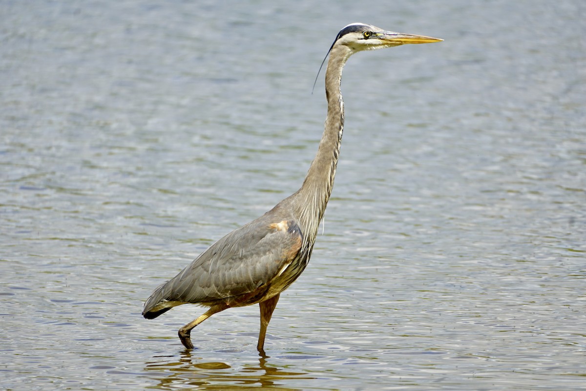 Great Blue Heron - ML618991489