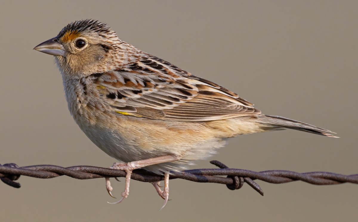 Grasshopper Sparrow - Scott Ray