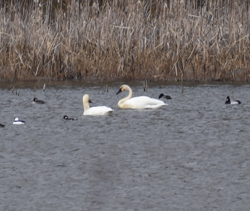 Trumpeter/Tundra Swan - M. Rogers