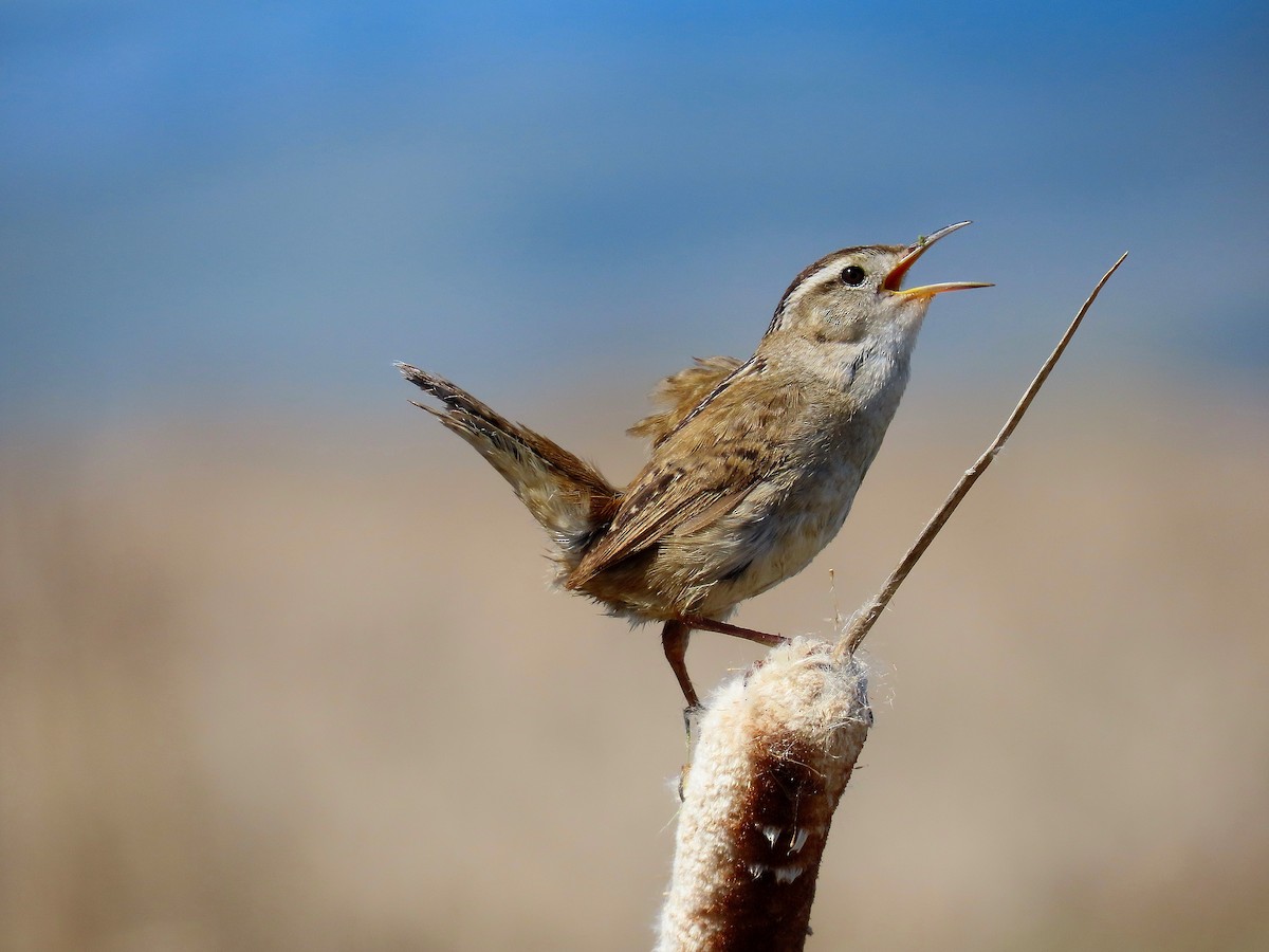 Marsh Wren - ML618991537