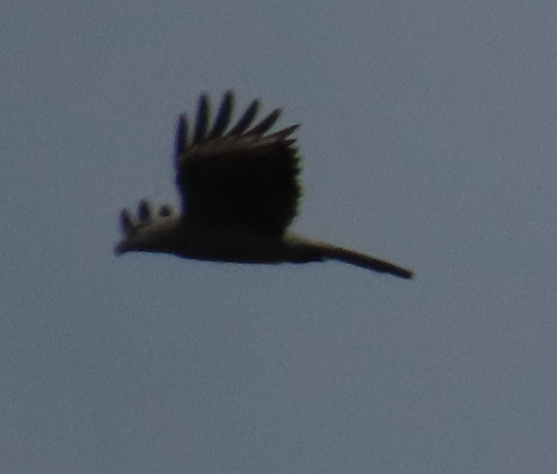 Crested Caracara - ML618991538