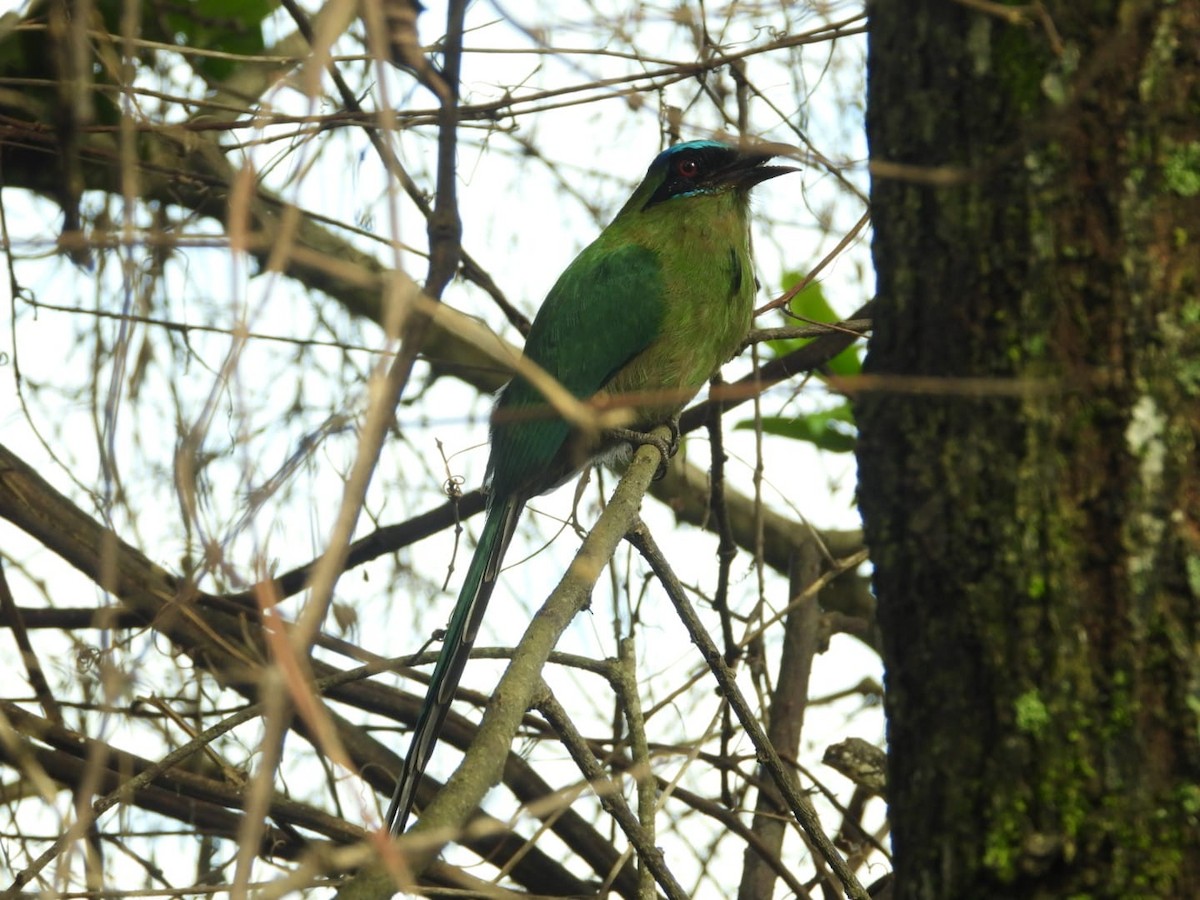 Amazonian Motmot - Fabio  Barreto Ramirez